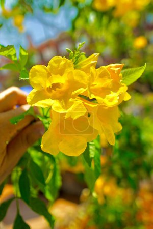 Yellow Bells flower in Indonesia tropical area in the middle of the day. Tecoma stans is a species of flowering perennial shrub in the trumpet vine family, Bignoniaceae, that is native to the Americas.
