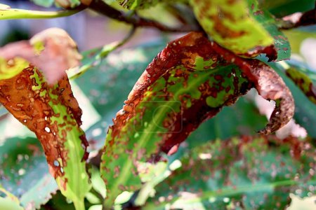 A possible later-stage leaf spot disease found in plant.