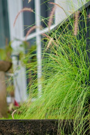 Végétation au bord de la piscine. Pennisetum est un genre répandu de plantes de la famille des graminées, originaire des régions tropicales et tempérées chaudes du monde. Ils sont connus communément comme les herbes fontaines. 