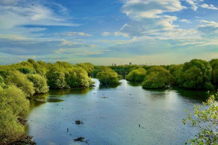 Coastal area with clear sky and dense mangrove vegetation on the background. The glimpse of clear ocean make an appearance within the frame. Photographed during golden hour. The water is clear and look like a mirror for the scene above.
