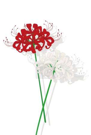Illustration for Vector illustration of a floral background with flowers,cluster amaryllis - Royalty Free Image