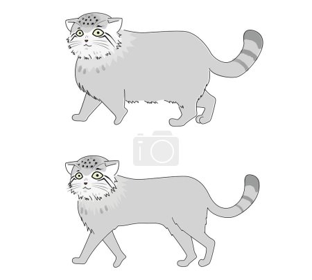 Ilustración de Esta es una ilustración contrastante de un gato manul con piel esponjosa de invierno y piel delgada de verano. - Imagen libre de derechos