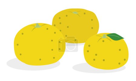 Illustration for This is an illustration of yuzu, a citrus fruit. - Royalty Free Image