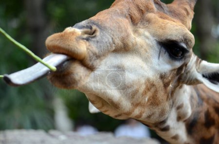 Foto de Un primer plano de una cabeza de jirafa mientras es alimentado por los visitantes en el zoológico de Bangkok. - Imagen libre de derechos