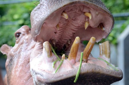 Plan rapproché d'un hippopotame en captivité au zoo de Dusit à Bangkok, nourri par un visiteur dans son habitant. 