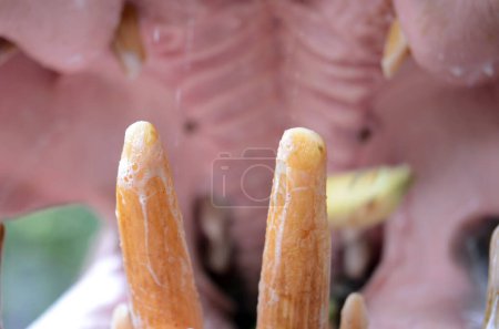 A closeup shot of a Hippo mouth wide open.