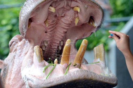 Plan rapproché d'une bouche d'hippopotame largement ouverte nourrie par le visiteur.