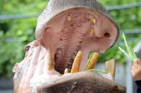 Foto de Un primer plano para una boca de hipopótamo mientras se alimenta. - Imagen libre de derechos