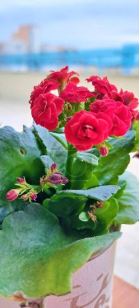 Photo for Small red blooming flowers of Kalanchoe (succulent) with bright green leaves in white vase on windowsill on blue background overlooking the sea, close-up - Royalty Free Image