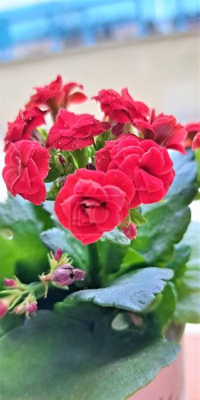 Photo for Beautiful red blooming Kalanchoe (succulent) flower with green leaves in  pot, indoor plant, close-up - Royalty Free Image