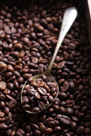 Foto de Un grano de café es una semilla de la planta de Coffea y la fuente de café. Es el pip dentro de la fruta roja o púrpura. Esta fruta a menudo se conoce como una cereza de café. Al igual que las cerezas ordinarias, la fruta del café es también una llamada fruta de hueso. - Imagen libre de derechos