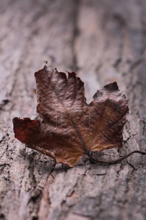 Photo for Autumn leaves in nature, close up - Royalty Free Image