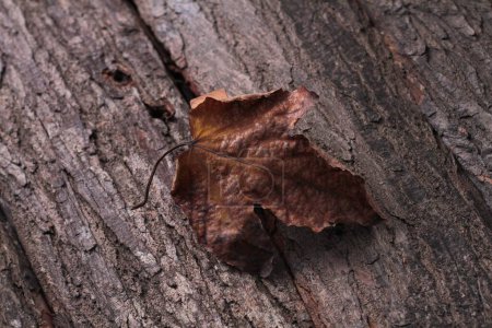 Photo for Autumn tree with brown and yellow leaves on a dark oak bark - Royalty Free Image
