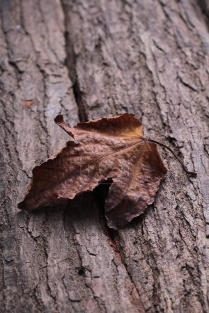 Photo for Tree bark on the wood background - Royalty Free Image