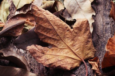 Photo for Leaf blades dry in autumn - Royalty Free Image