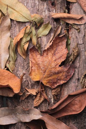 Photo for Leaf blades dry in autumn - Royalty Free Image