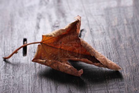 Téléchargez les photos : Lames de feuilles sèches en automne - en image libre de droit