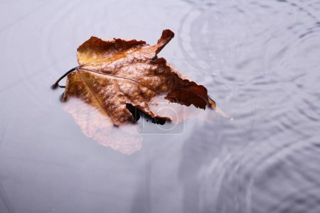 Foto de Hojas secas en otoño - Imagen libre de derechos