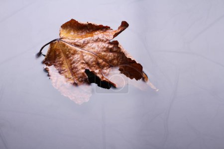 Téléchargez les photos : Lames de feuilles sèches en automne - en image libre de droit