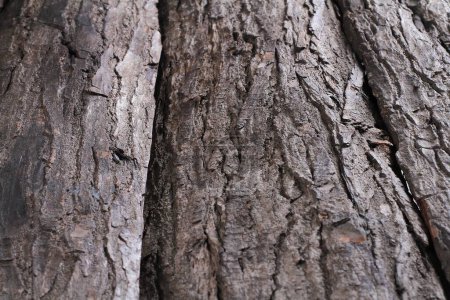 Photo for Bark from an old mahogany tree - Royalty Free Image
