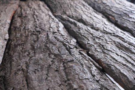 Photo for Bark from an old mahogany tree - Royalty Free Image
