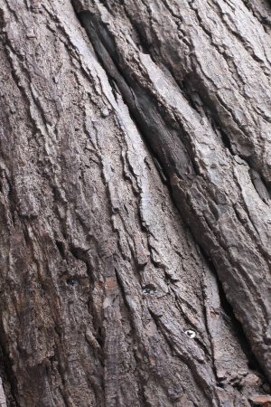 Foto de Corteza de un viejo árbol de caoba - Imagen libre de derechos