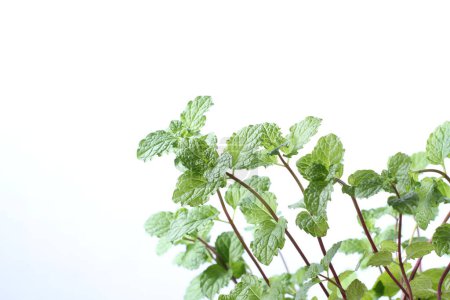 Photo for Fresh mint leaves on a white background - Royalty Free Image