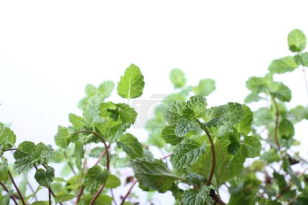 Photo for Fresh mint leaves on a white background - Royalty Free Image