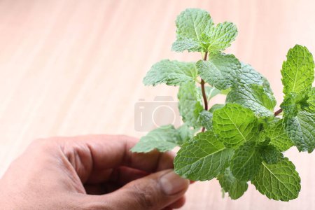 Photo for Hand holding fresh mint leaves - Royalty Free Image