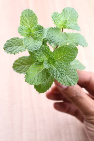 Photo for Fresh mint leaves in hand on white background - Royalty Free Image