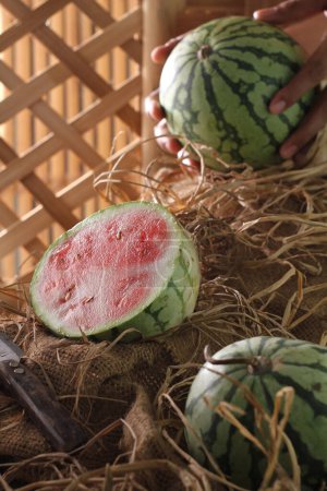 Photo for Watermelon is a vine. This plant is a type of pumpkin, melon and cucumber. Watermelon fruit is usually harvested to be eaten fresh or made into juice. - Royalty Free Image