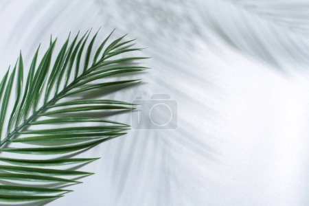 Téléchargez les photos : Feuilles de palmier tropicales sur fond blanc, plat. - en image libre de droit