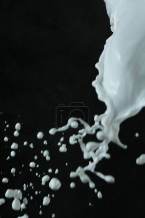 Photo for Splashed milk on black background - Royalty Free Image