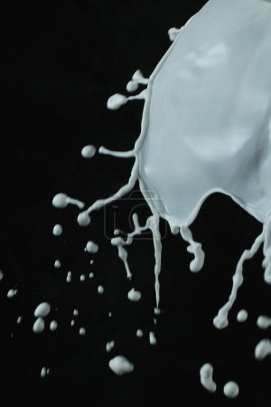 Photo for White milk splash on black background. - Royalty Free Image