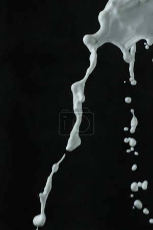 Photo for Splash of milk on black background - Royalty Free Image