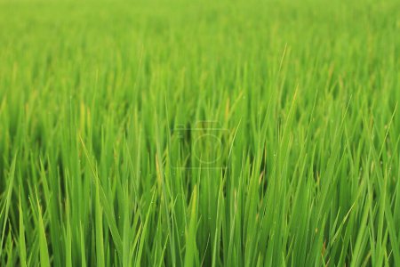 Téléchargez les photos : Champ d'herbe verte, flore - en image libre de droit