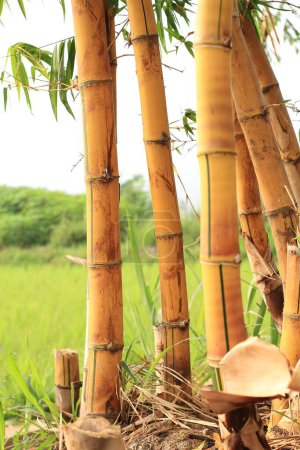 Photo for Bamboo in the nature - Royalty Free Image