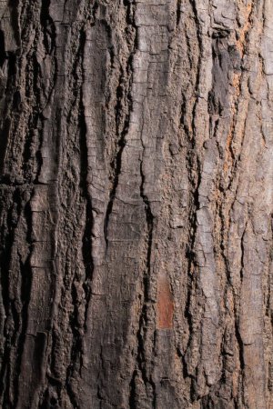Téléchargez les photos : Bois brun texture fond - en image libre de droit