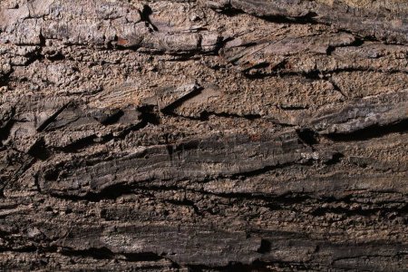 Photo for Texture of old wooden wall - Royalty Free Image