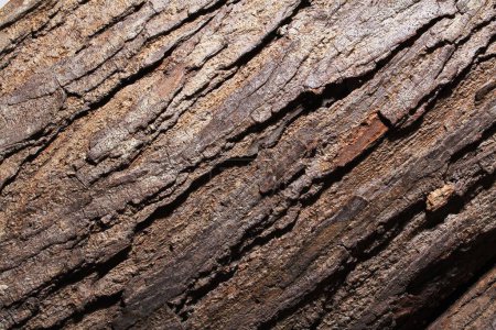 Photo for Close up of bark texture - Royalty Free Image