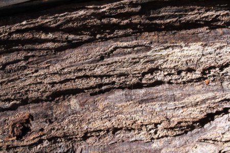Téléchargez les photos : Texture de bois brun avec fond de surface en bois foncé - en image libre de droit