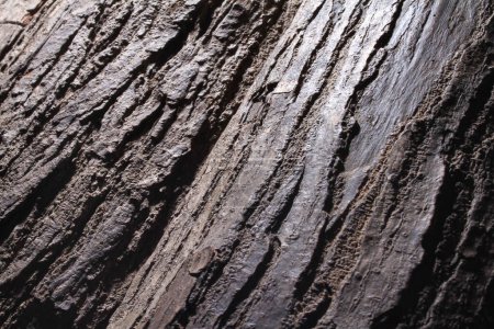 Téléchargez les photos : Écorce d'arbre texture fond - en image libre de droit