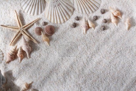 Foto de Hermosas conchas marinas sobre un fondo blanco
. - Imagen libre de derechos