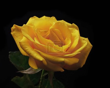 Photo for Yellow rose isolated on black background - Royalty Free Image