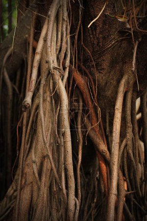 Foto de Raíces de un árbol en el bosque - Imagen libre de derechos