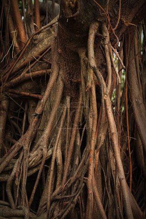 Photo for Old tree roots on the ground, nature and flora - Royalty Free Image