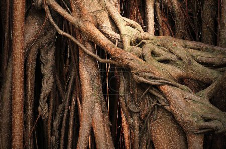 Téléchargez les photos : Vieux tronc en bois avec racines - en image libre de droit