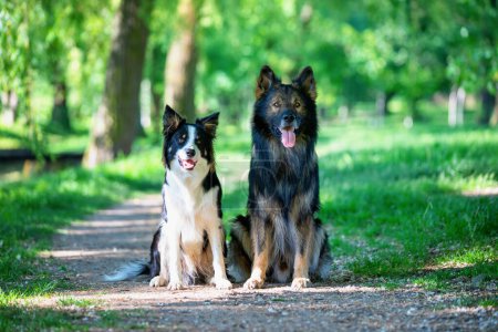 Foto de Retrato de dos perros inteligentes Border Collie y un pastor alemán en un parque de verano - Imagen libre de derechos
