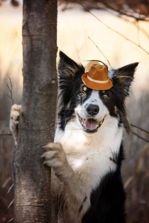 cute purebred Border Collie dog in the forest