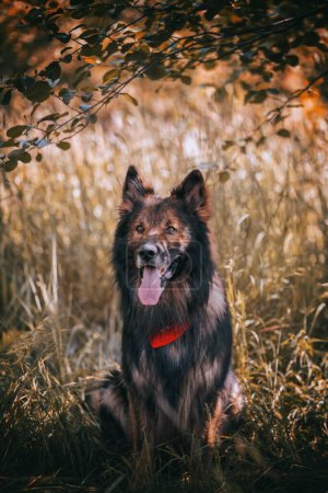 purebred German Shepherd dog in the meadow